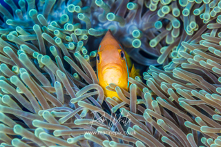 ./galleries/anemonefish/images/thumbnails/20140409_01790.jpg