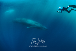 ./galleries/blue_whales/images/thumbnails/_ROB7428.jpg
