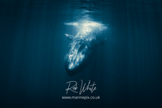 MarinePix - A Quest for Blue Whales