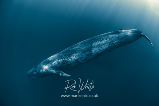 MarinePix - A Quest for Blue Whales