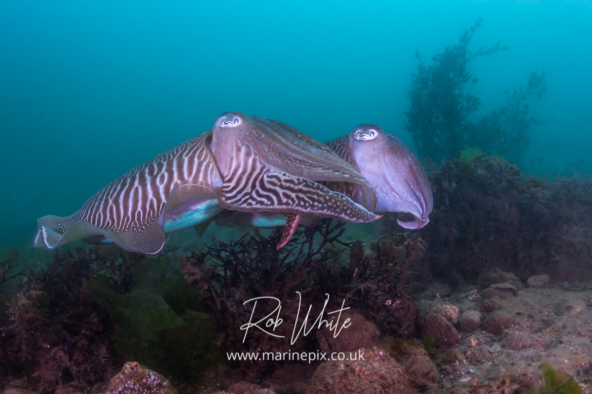 Mating cuttlefish