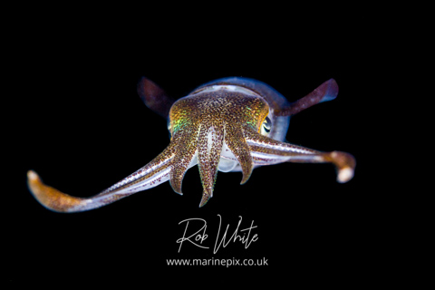MarinePix - Cephalopods