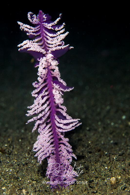 Purple Seapen on a night-dive