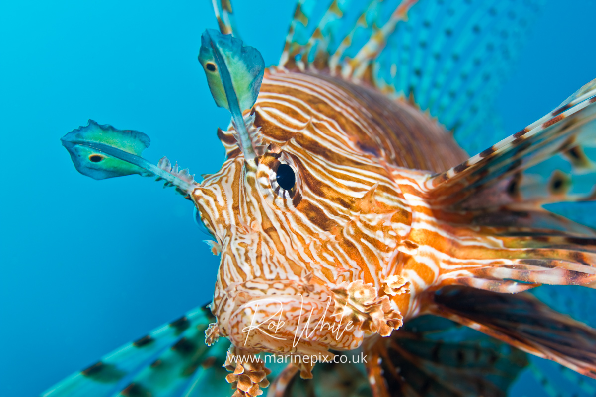 Lion fish, Red Sea