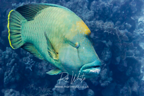 MarinePix - Fish Faces