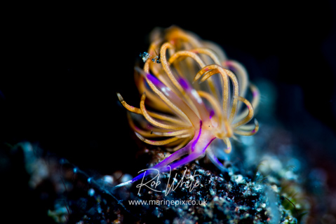 ./galleries/nudibranchs/images/thumbnails/RW_LM_-7386.jpg