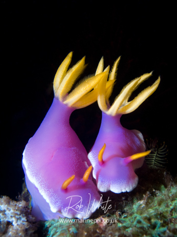 MarinePix - Nudibranchs