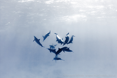 Monochrome Dolphins