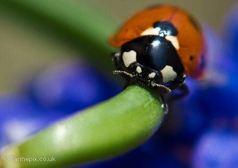 Ladybird macro image