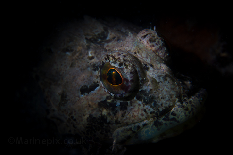 scorpionfish closeup