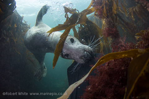Seal hiding amongst the kelp