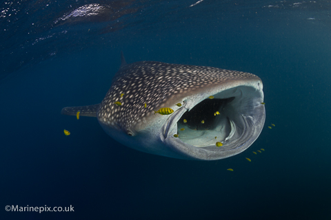 Whaleshark with mouth open