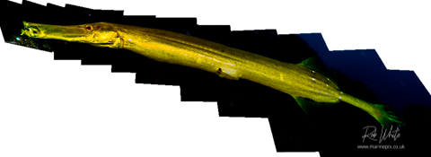 yellow trumpetfish by marinepix