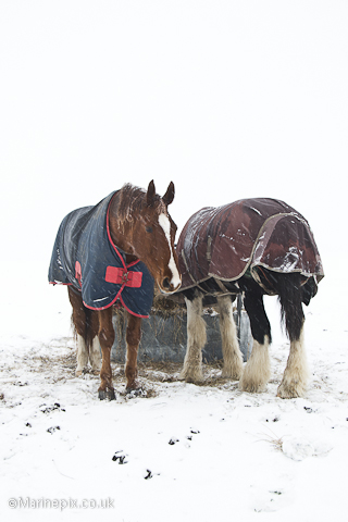 Snowy Horses