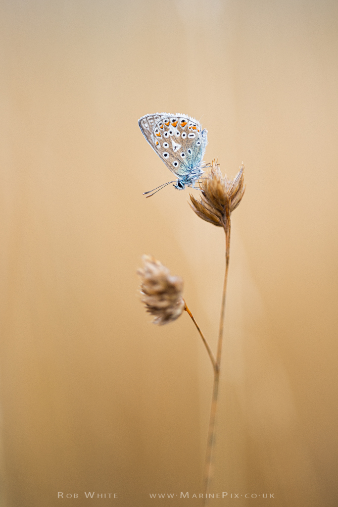Butterfly on stem of grass